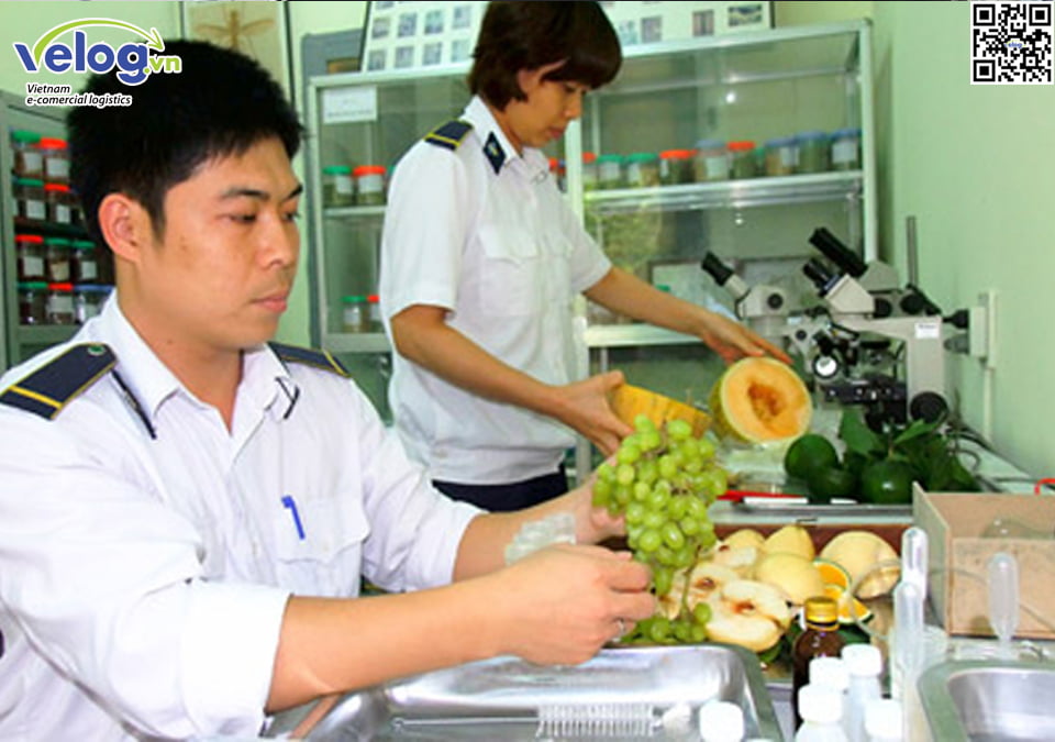 Thủ tục nhập khẩu trái cây tươi vào Việt Nam 5 kiemdichhq1