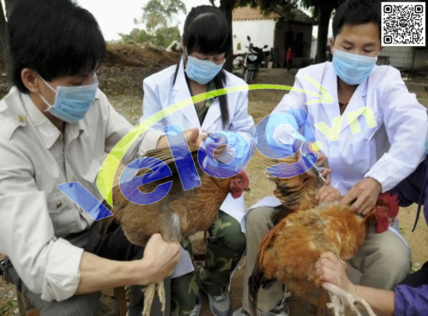 Phát hiện cúm A-H5N1 gây chết người, yêu cầu ‘khóa chặt’ vận chuyển trái phép qua biên giới 2 AH5N1